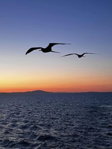 birds over the sea