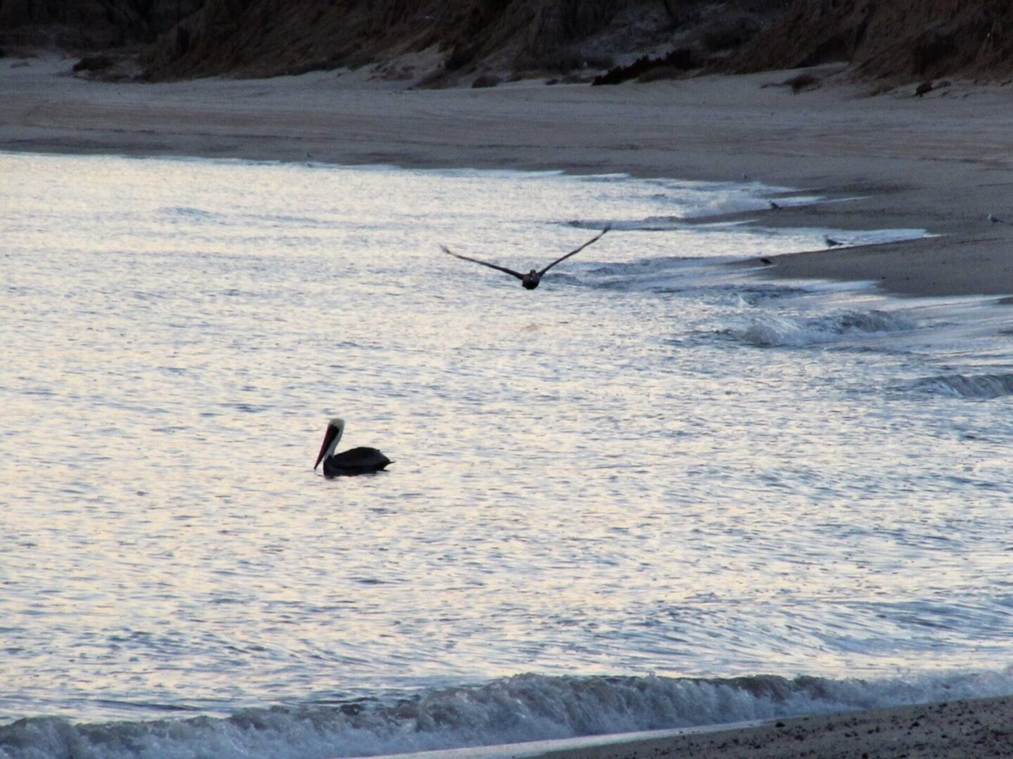 Birds on Beach at Playa de Oro and Campo Ocotillo